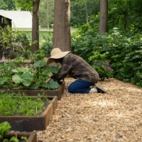 Houtsnippers als bodembedekker in tuin