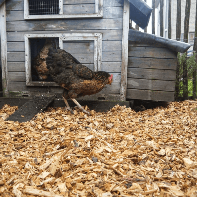 Les copeaux de bois comme couverture végétale pour les poulets