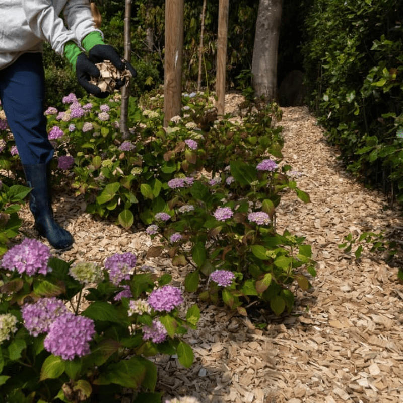 Copeaux de bois comme couverture végétale dans les bordures de fleurs