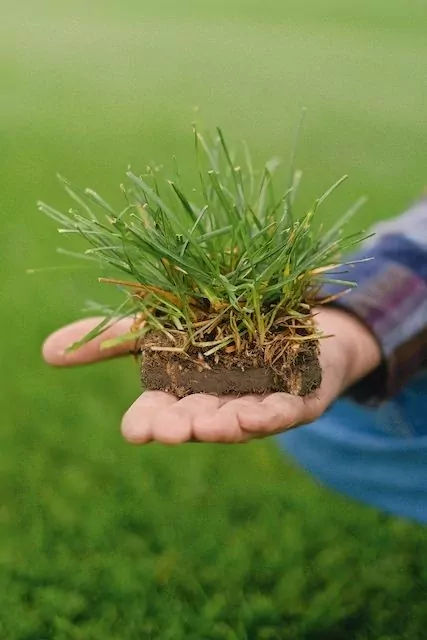 Voorbeeld gezond groen gras met gezonde bodem