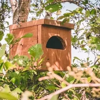 nestkastje voor de Zwarte roodstaart