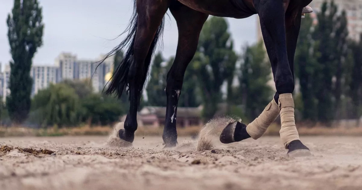 het beste zand voor een paardenpiste