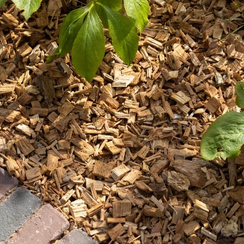 Les copeaux de bois belges comme couverture végétale écologique