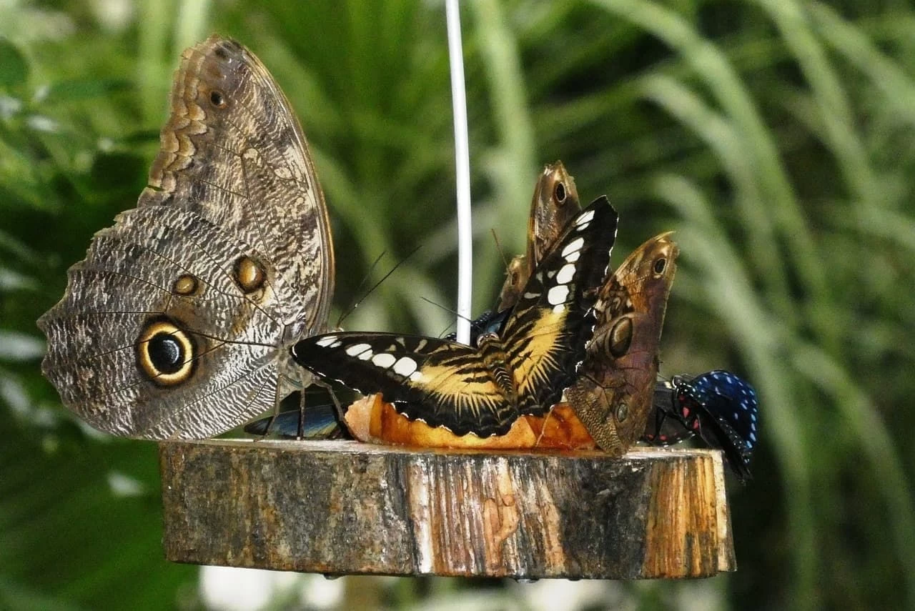 Hoe vlinders en bijen aantrekken in je tuin