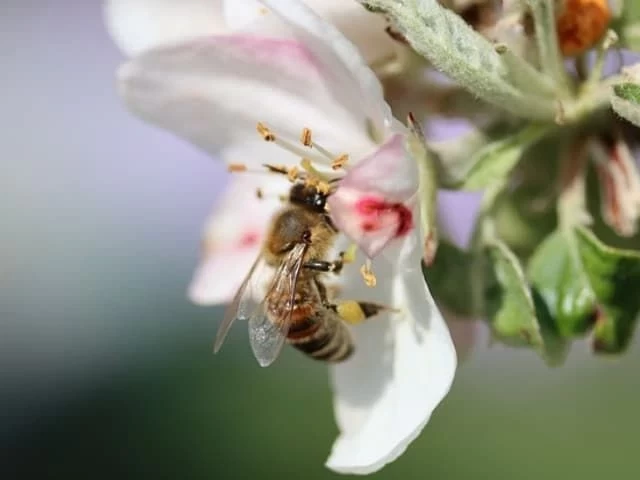 Bijen aantrekken in je tuin met bloemen