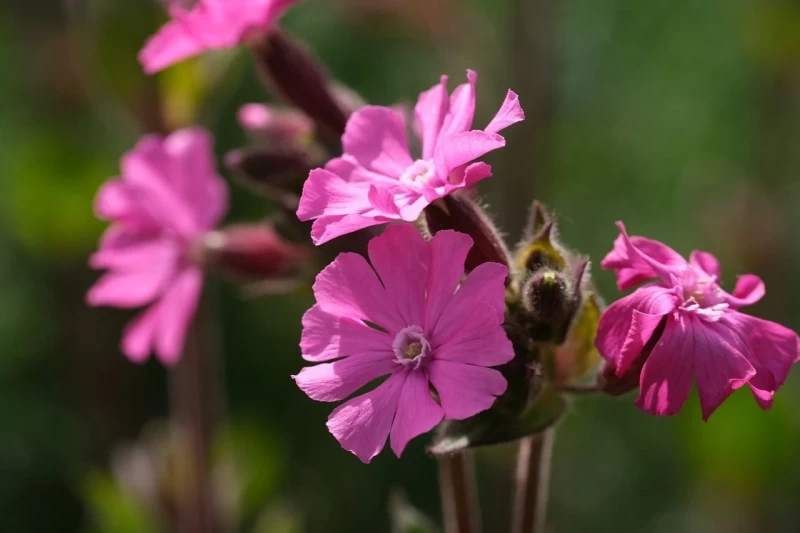 Bloemen die bijen en vlinders aantrekken, avondkoekoeksbloem