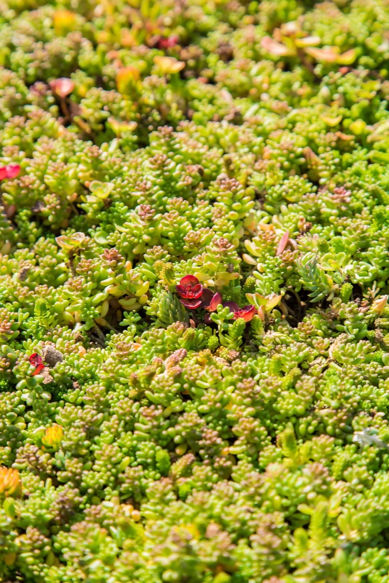 groendak met sedum bemesten